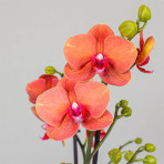 Phalaenopsis Nantong B S Phalaenopsis Nantong B S